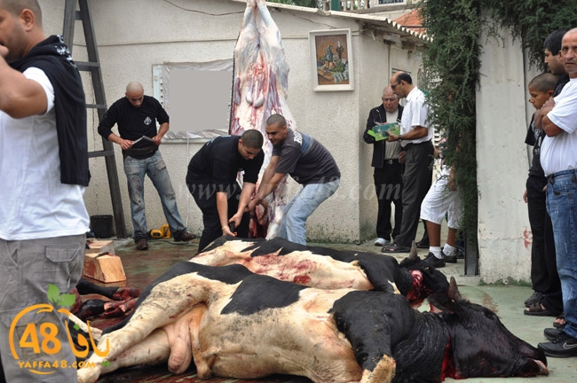 ada7y mashrot3 (1).JPG